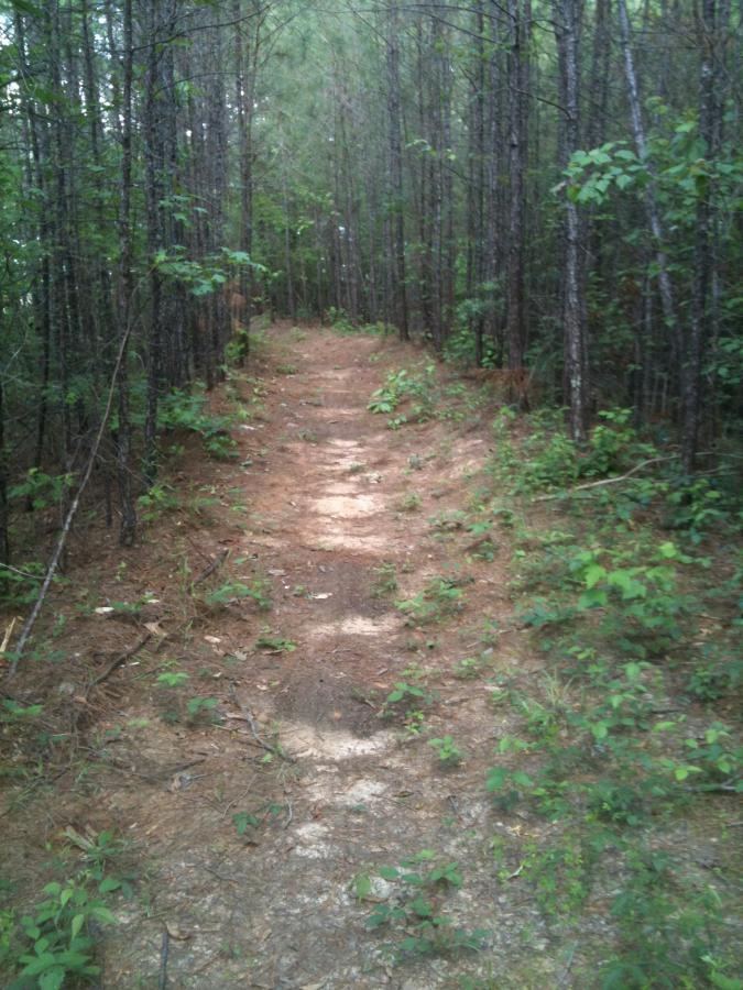 A narrow dirt path winding through a dense forest, flanked by tall trees and scattered greenery, with soft earth and patches of sunlight illuminating the trail. Bonita Lakes mountain bike trail.