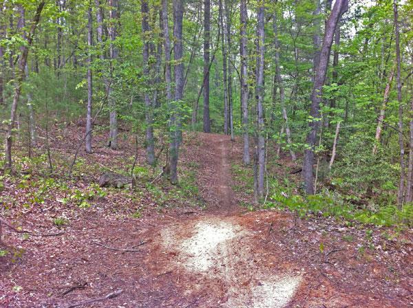 A dirt path running through a lush green forest, lined with tall trees and scattered leaves. The trail curves gently into the distance, surrounded by vibrant foliage and natural earthy elements. Overmountain Victory Trail mountain bike trail.
