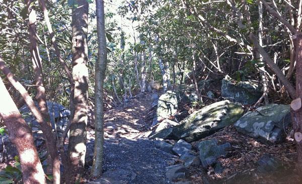 A narrow, winding trail through a dense forest with sunlight filtering through the trees, surrounded by rocks and foliage. Rocky Knob Park mountain bike trail.