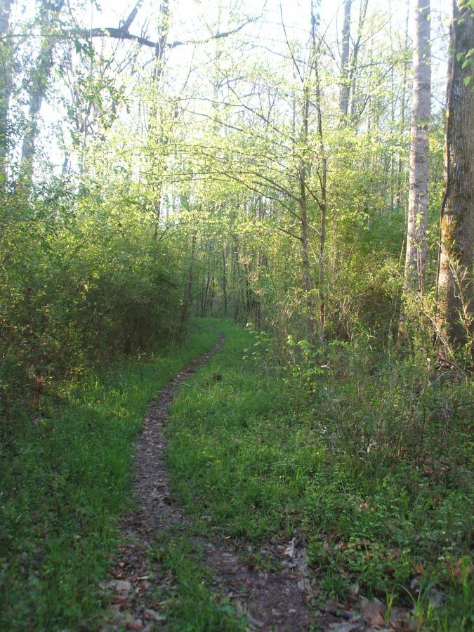 A narrow, winding dirt path surrounded by lush green foliage and tall trees in a sunlit forest. The trail is bordered by grass and small plants, leading deeper into the tranquil wooded area. Wine Creek mountain bike trail.