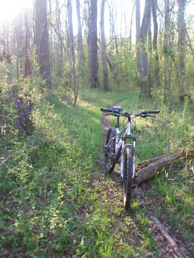 A mountain bike parked on a narrow trail surrounded by lush green foliage and tall trees in a sunny forest setting. Wine Creek mountain bike trail.