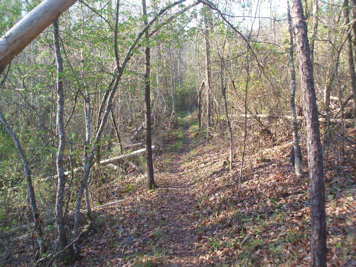 A narrow dirt path winding through a wooded area with trees on both sides, some with fallen branches, and scattered leaves on the ground. Sunlight filters through the foliage, creating dappled shadows along the trail. Wine Creek mountain bike trail.