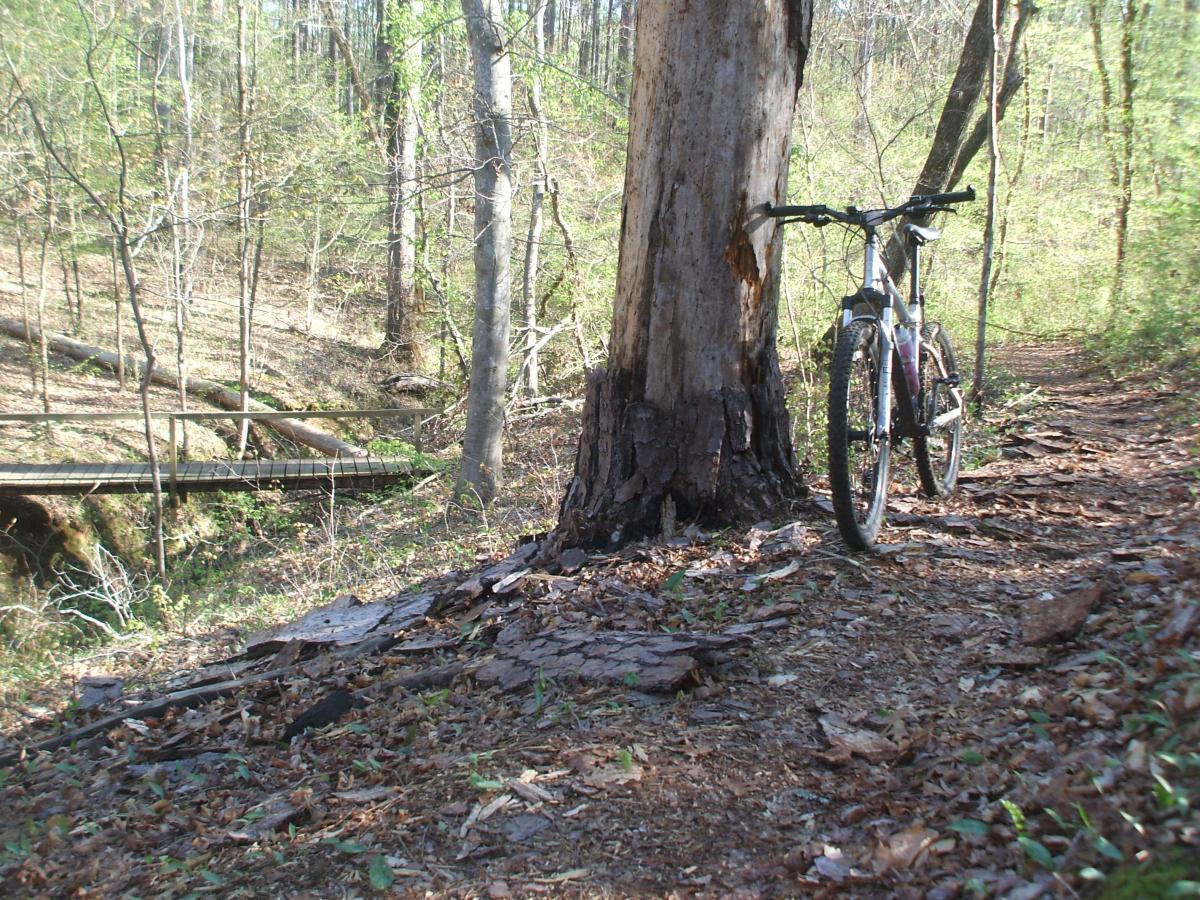 A mountain bike leaning against a large tree beside a dirt trail in a wooded area, with a small wooden bridge visible in the background. The scene is surrounded by green foliage and fallen leaves, suggesting a tranquil outdoor setting. Turkey Creek mountain bike trail.
