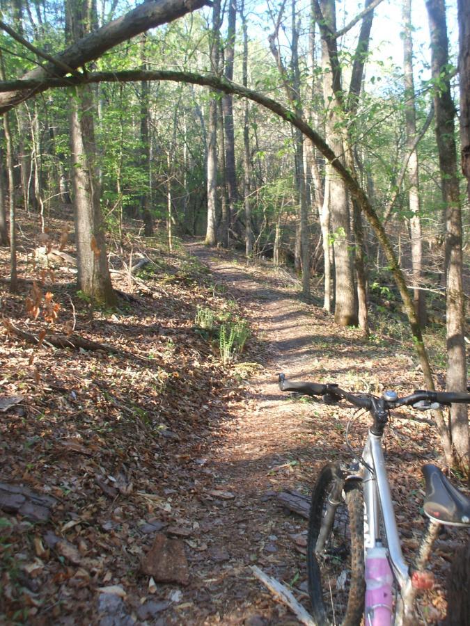 A mountain bike rests on a narrow dirt trail winding through a lush, green forest. The path is surrounded by tall trees and undergrowth, with dappled sunlight filtering through the leaves. Turkey Creek mountain bike trail.