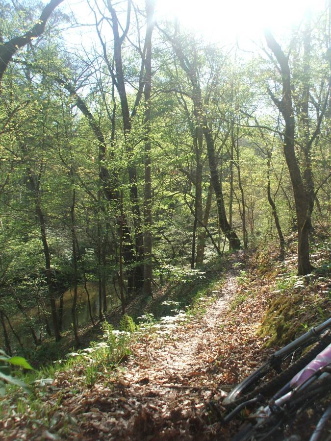 A sunlit forest path lined with trees and greenery, leading down to a small stream. The ground is covered with fallen leaves and wildflowers. In the foreground, two bicycles are leaning against a mossy bank. Turkey Creek mountain bike trail.