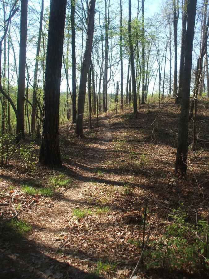 A dirt path winding through a sunlit forest, surrounded by tall trees with fresh green leaves and scattered dried leaves on the ground. The scene is tranquil, showcasing natural light filtering through the branches amid a serene outdoor environment. Turkey Creek mountain bike trail.