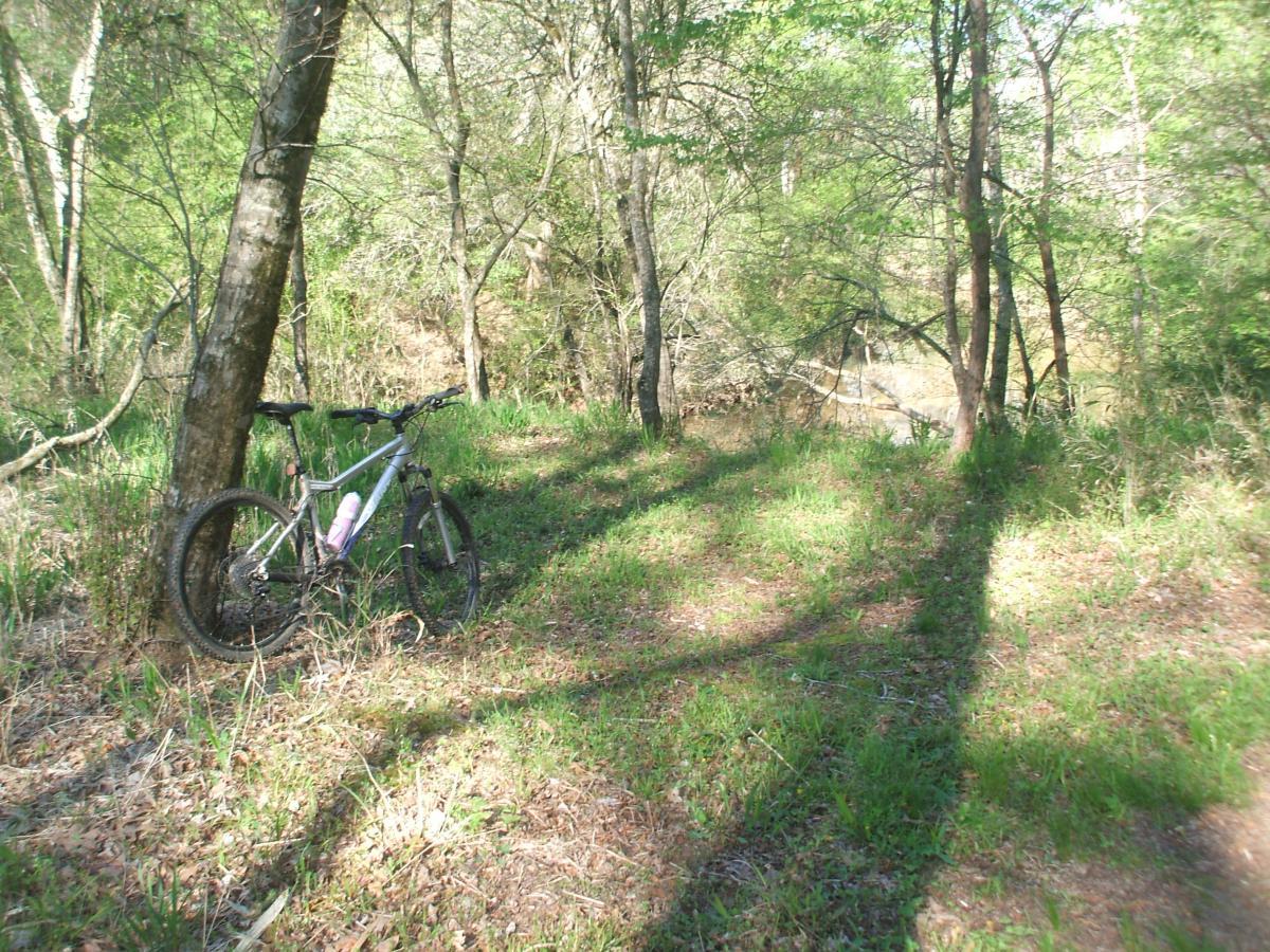 A mountain bike rests against a tree on a narrow trail surrounded by lush greenery and trees, leading towards a calm body of water in a natural outdoor setting. Turkey Creek mountain bike trail.