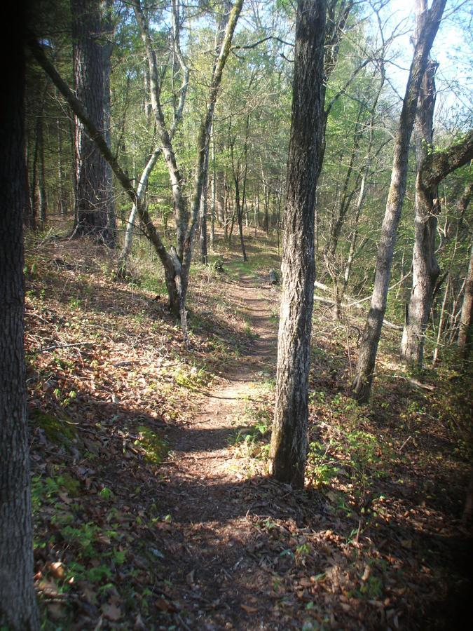 A winding dirt path through a lush, green forest, surrounded by tall trees. Sunlight filters through the branches, illuminating the trail that leads deeper into the woods. Fallen leaves and small plants line the path, creating a serene and inviting natural setting. Turkey Creek mountain bike trail.