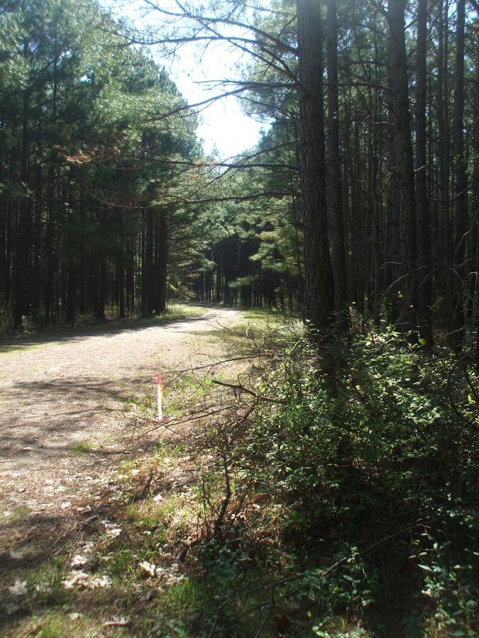 A dirt path winding through a forest of tall pine trees, with sunlight filtering through the branches. The foreground features a brushy area with green shrubs and scattered leaves, while a small white marker can be seen along the edge of the path. Turkey Creek mountain bike trail.