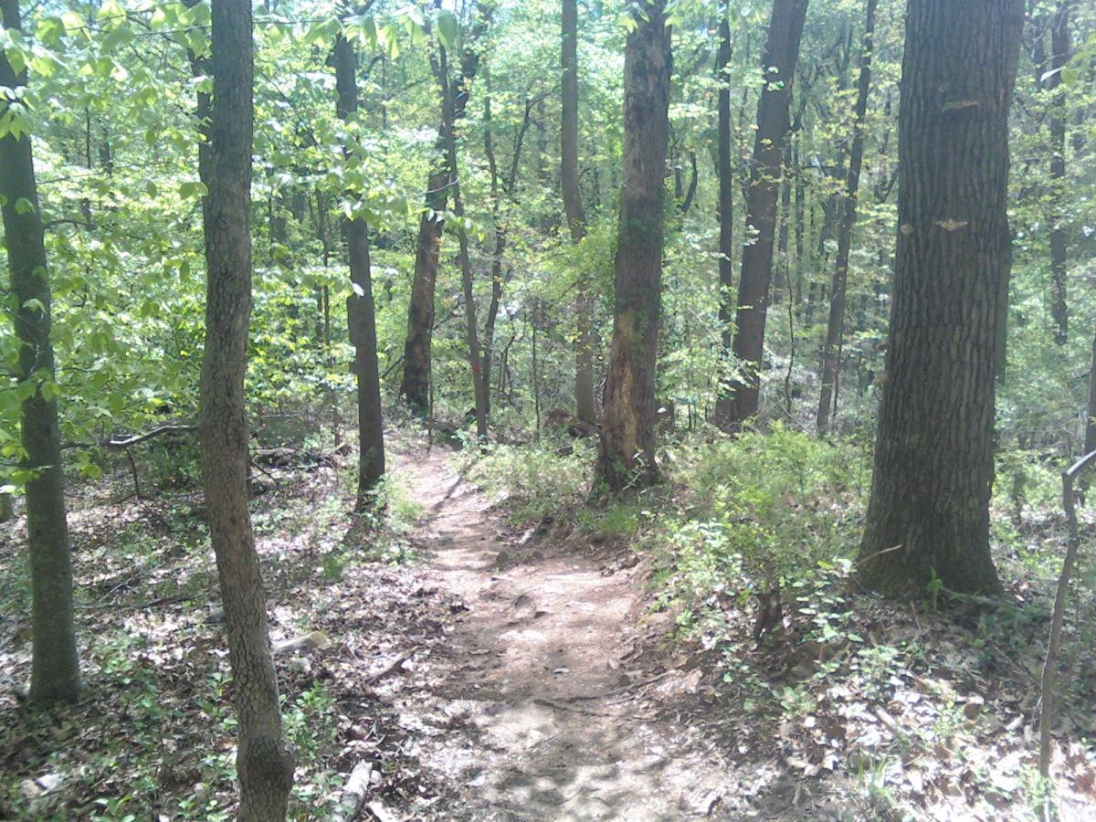 A dirt trail winding through a lush green forest, surrounded by tall trees with vibrant leaves and patches of sunlight filtering through the canopy. The trail is bordered by underbrush and fallen leaves, creating a peaceful, natural setting. Patapsco Valley State Park (mckeldin Area) mountain bike trail.