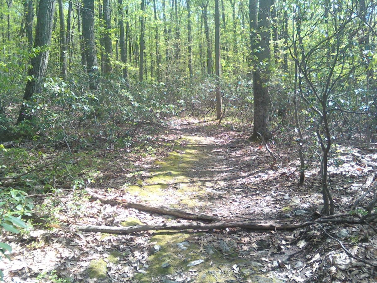 A narrow, winding path through a lush green forest, surrounded by tall trees and underbrush. Sunlight filters through the leaves, casting dappled shadows on the ground, which is covered in fallen leaves and patches of moss. Greenbrier State Park mountain bike trail.