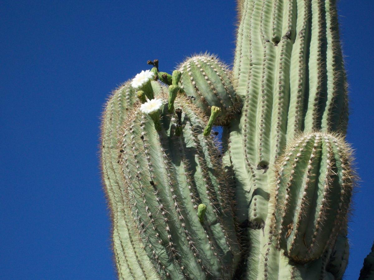 A tall cactus with multiple arms and spines, featuring clusters of white flowers blooming at the tips, set against a clear blue sky. Estrella Mountain Park mountain bike trail.