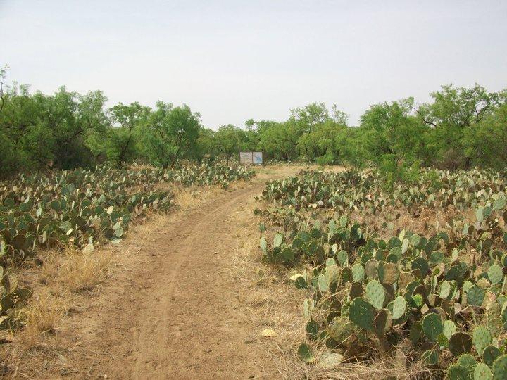 A winding dirt path leads through a landscape dotted with prickly pear cacti and scattered grasses, under a clear sky. In the background, hints of trees and a sign can be seen among the greenery. San Angelo Trail mountain bike trail.