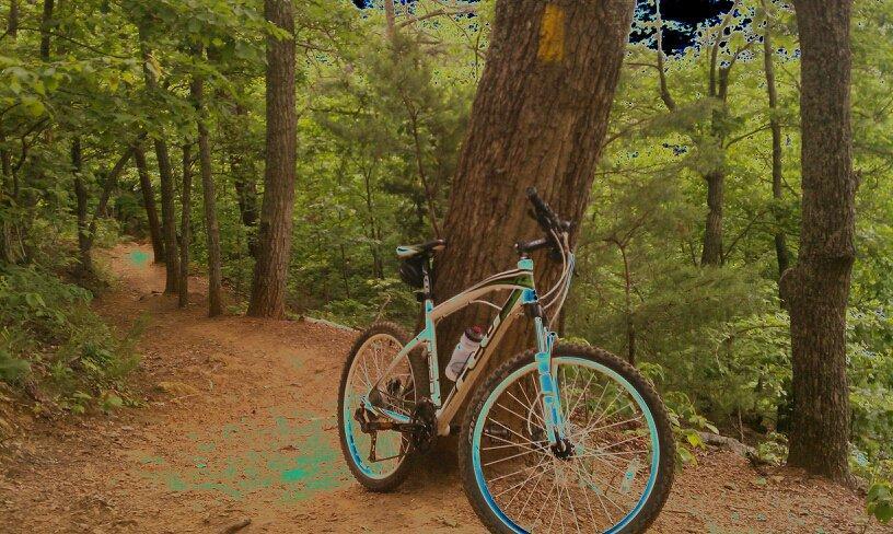 A mountain bike rests against a tree along a dirt path in a dense forest. The surroundings are lush with greenery, featuring tall trees and a clear trail meandering through the woods. Paris Mountain State Park mountain bike trail.