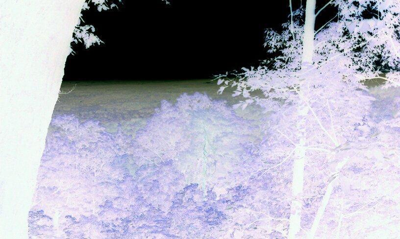 A surreal inverted image of a forest landscape, featuring bright white trees and foliage against a dark background, creating an ethereal and dreamlike atmosphere. Paris Mountain State Park mountain bike trail.