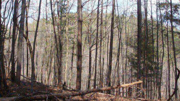 A dense forest scene showing tall, leafless trees in early spring, with a mix of evergreen trees in the background and a fallen log in the foreground. The landscape features a hilly terrain that is partially obscured by the trees, under a clear blue sky. Tsali Thompson Loop mountain bike trail.