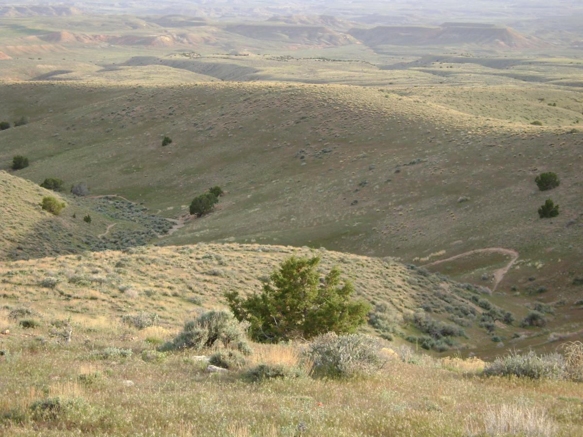 A panoramic view of rolling green hills dotted with shrubs and trees under a clear sky. The landscape features gentle slopes and valleys, with a winding pathway visible in the foreground, leading into the hills. Serpendipity mountain bike trail.