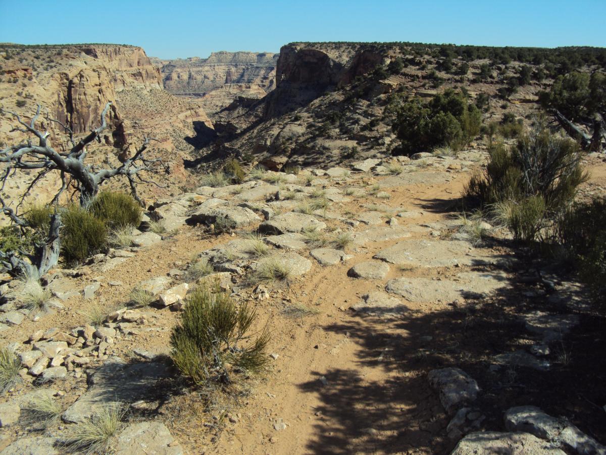 A rugged dirt path leads through a rocky landscape, showcasing steep canyon walls in the distance. Sparse vegetation, including shrubs and a gnarled tree, dot the foreground, while the sky above is clear and blue, indicating a sunny day in a desert environment. Good Water Rim mountain bike trail.