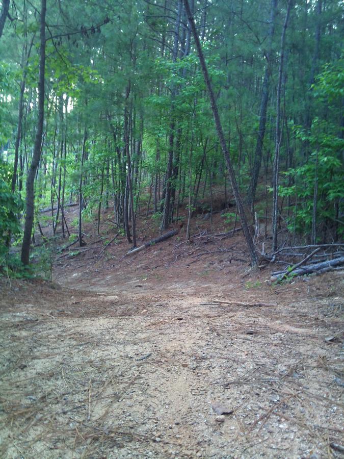 A narrow dirt path winding through a dense forest, surrounded by tall trees with green foliage. The ground is covered in dry pine needles and small rocks, leading into the woods. North Cooper Lake Park Trail mountain bike trail.