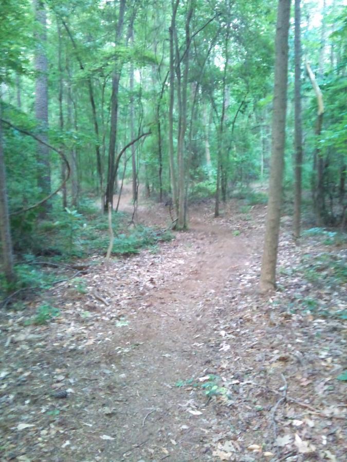 A winding dirt trail surrounded by lush green trees and foliage in a forested area. The path is partially covered with fallen leaves, leading into the dense woods. North Cooper Lake Park Trail mountain bike trail.