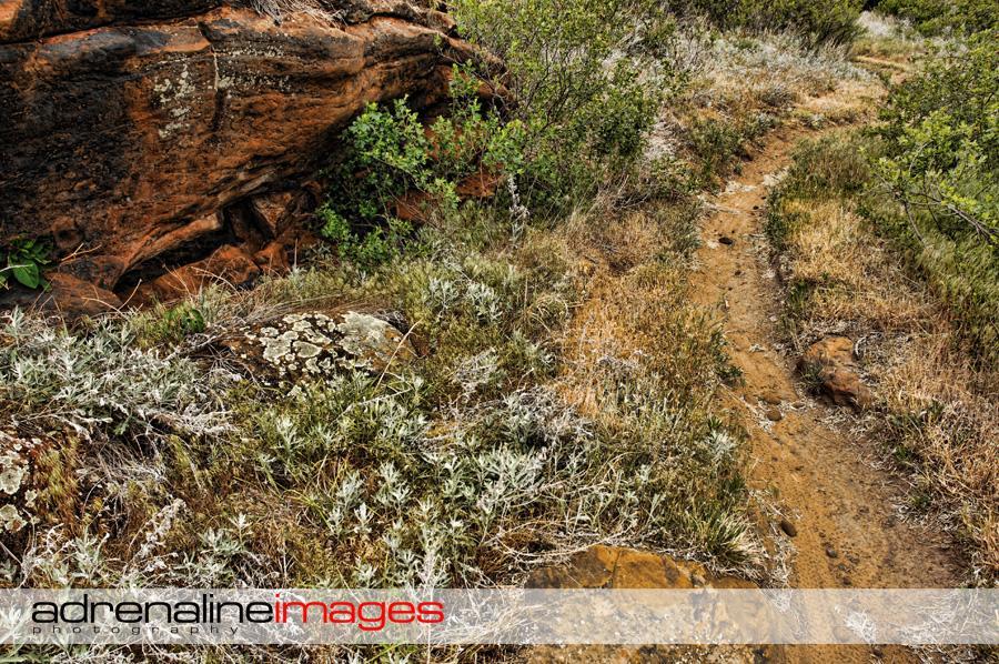 A winding dirt path surrounded by greenery and rocky terrain, featuring patches of grass and shrubs along the way. The scene reflects a natural landscape with a mixture of earthy tones and plant life. Switchgrass mountain bike trail.
