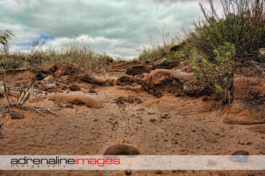 A close-up view of a rugged, sandy pathway surrounded by rocky terrain and scattered vegetation, under a cloudy sky. The image showcases the natural landscape, highlighting the textures of the ground and the diverse plant life along the path. Switchgrass mountain bike trail.
