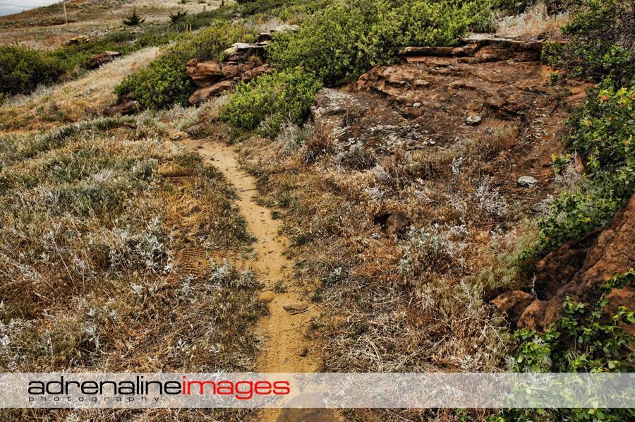 A winding dirt trail surrounded by dry grass and low shrubs, leading through a rocky landscape with patches of greenery and a clear sky in the background. Switchgrass mountain bike trail.