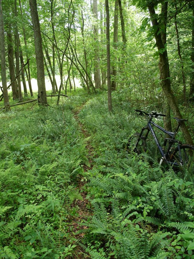 A narrow dirt path winding through a lush green forest, surrounded by tall trees and dense ferns. A bicycle is parked on the right side, partially hidden by the foliage. Reinhardt College Trails mountain bike trail.