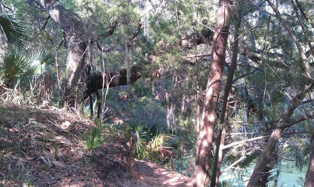 A sunlit forest scene featuring a pathway surrounded by lush greenery, including tall trees, dense foliage, and palm-like plants. The vibrant greenery contrasts with a serene body of water visible in the background. Mala Compra mountain bike trail.