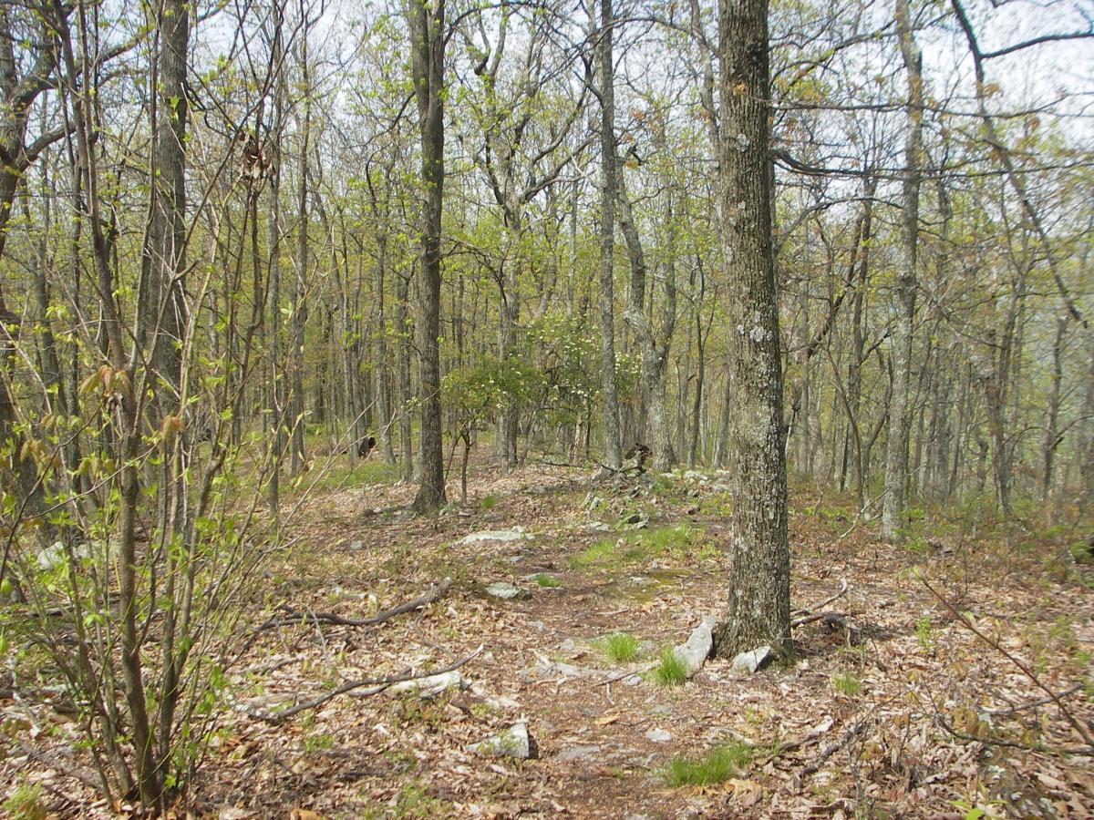 A serene forest scene featuring a dirt path winding through a landscape of tall trees with budding leaves, scattered rocks, and a forest floor covered in fallen leaves and small plants. The atmosphere conveys tranquility and natural beauty. Dragon's Back mountain bike trail.