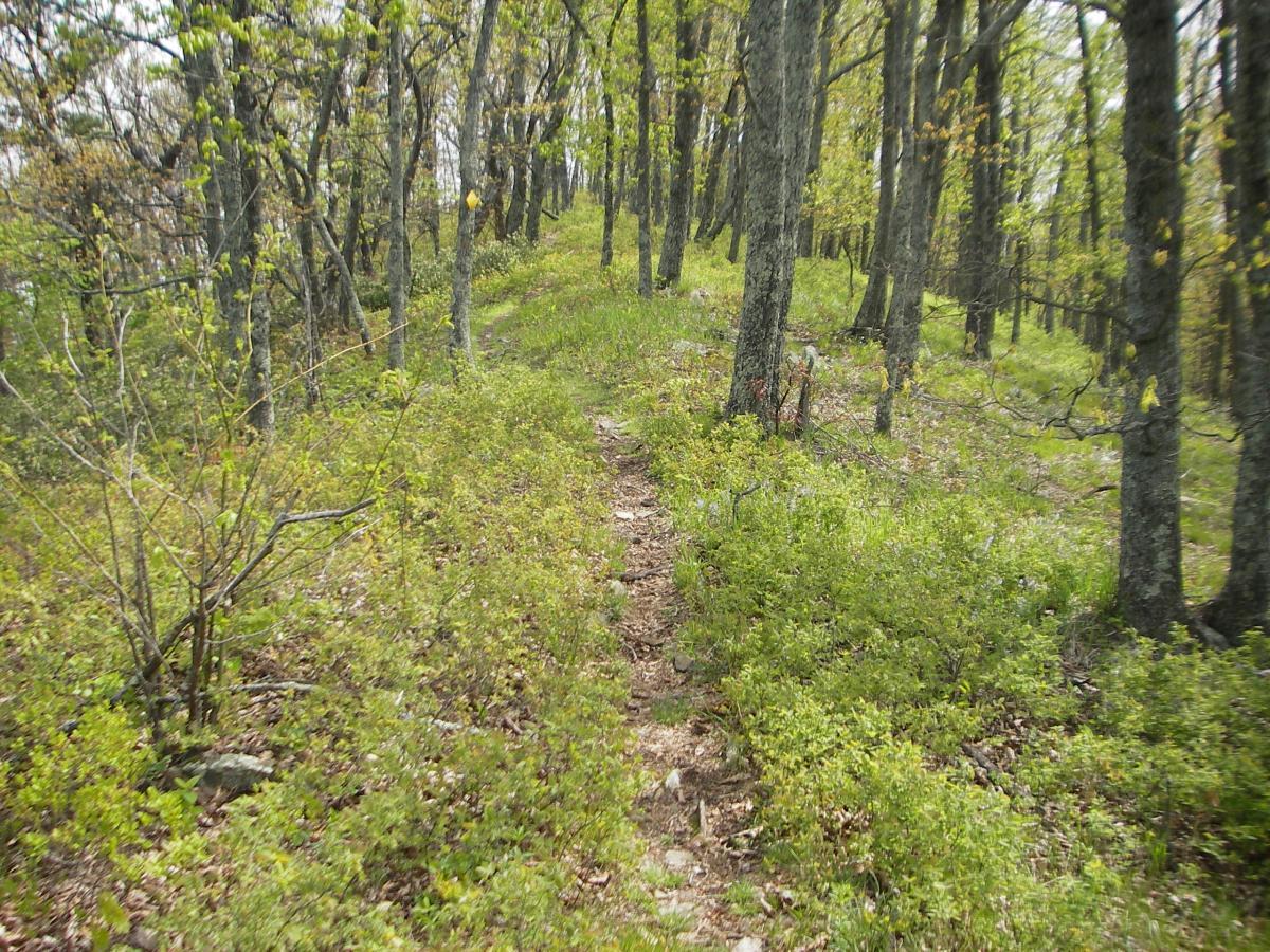 A narrow dirt path winding through a dense forest with tall trees and lush green undergrowth, indicating a peaceful hiking trail in a natural setting. Dragon's Back mountain bike trail.