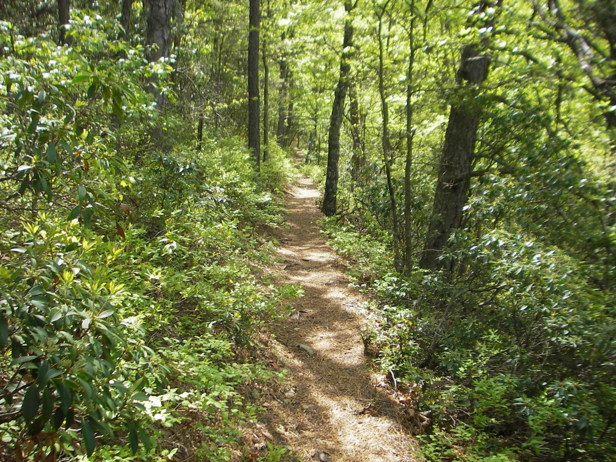 A narrow dirt path winding through dense green foliage in a forest, surrounded by tall trees and lush underbrush. Sunlight filters through the leaves, creating a tranquil and inviting atmosphere. Dragon's Back mountain bike trail.
