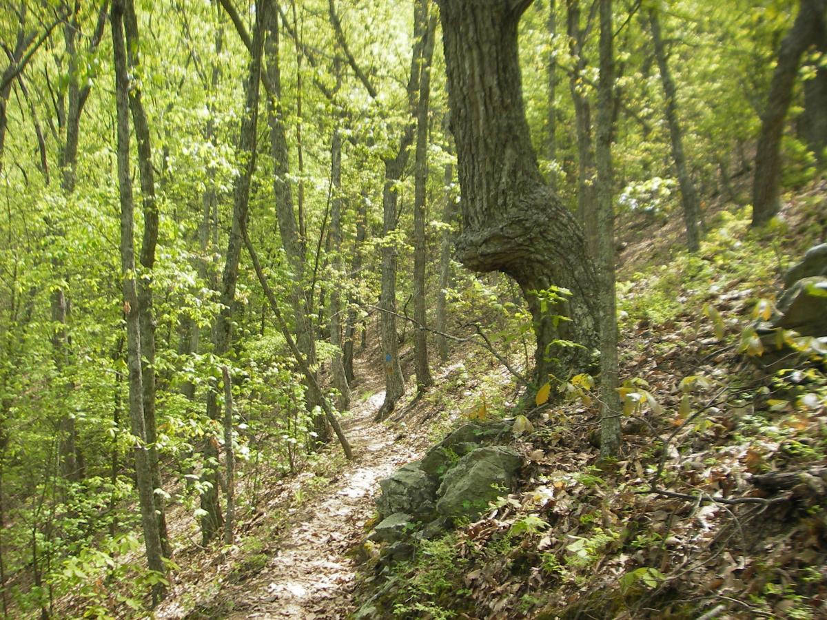 A winding dirt trail through a lush green forest, flanked by tall trees and scattered rocks. Sunlight filters through the leaves, creating a serene and tranquil atmosphere. Dragon's Back mountain bike trail.