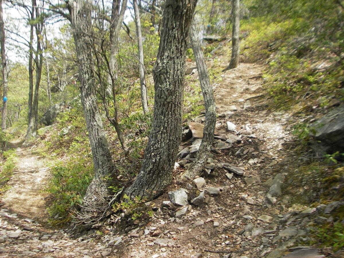 A winding dirt trail surrounded by trees and rocky terrain, leading through a lush forest with patches of greenery and sunlight filtering through the leaves. Dragon's Back mountain bike trail.