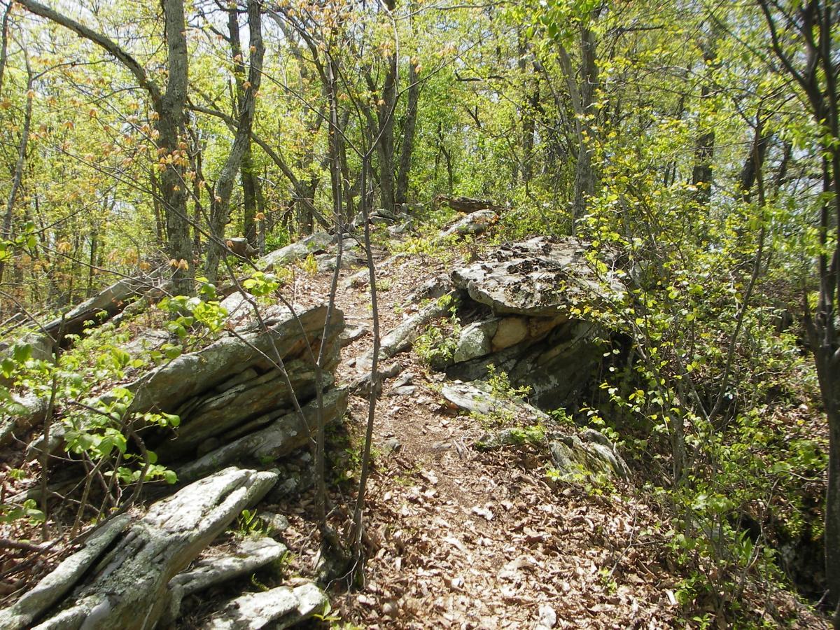 A winding trail through a lush forest, surrounded by green foliage and rocky terrain. Sunlight filters through the trees, illuminating the path, which is lined with leaves and boulders. Dragon's Back mountain bike trail.