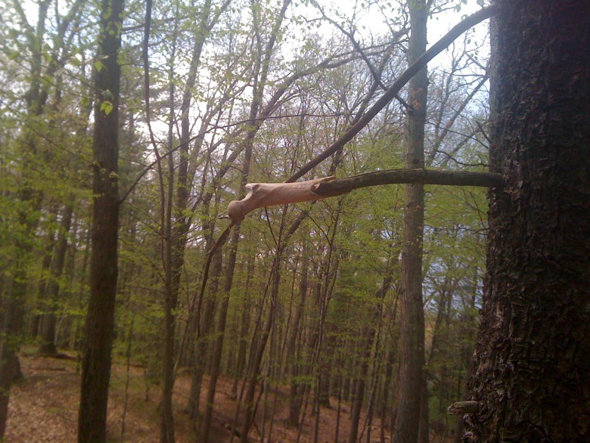 A close-up of a unique tree branch with a curved shape, extending from the trunk of a tree in a lush, green forest during spring. The background features tall trees and bright new leaves, creating a peaceful natural setting. Willowdale Forest mountain bike trail.