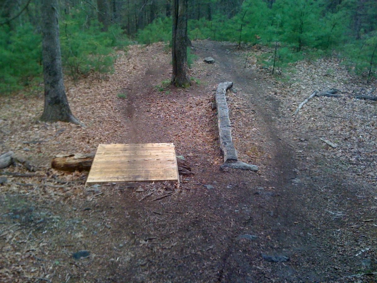 A dirt trail in the woods with a wooden ramp made of planks and a fallen log beside it, surrounded by pine trees and leafy ground cover. Willowdale Forest mountain bike trail.