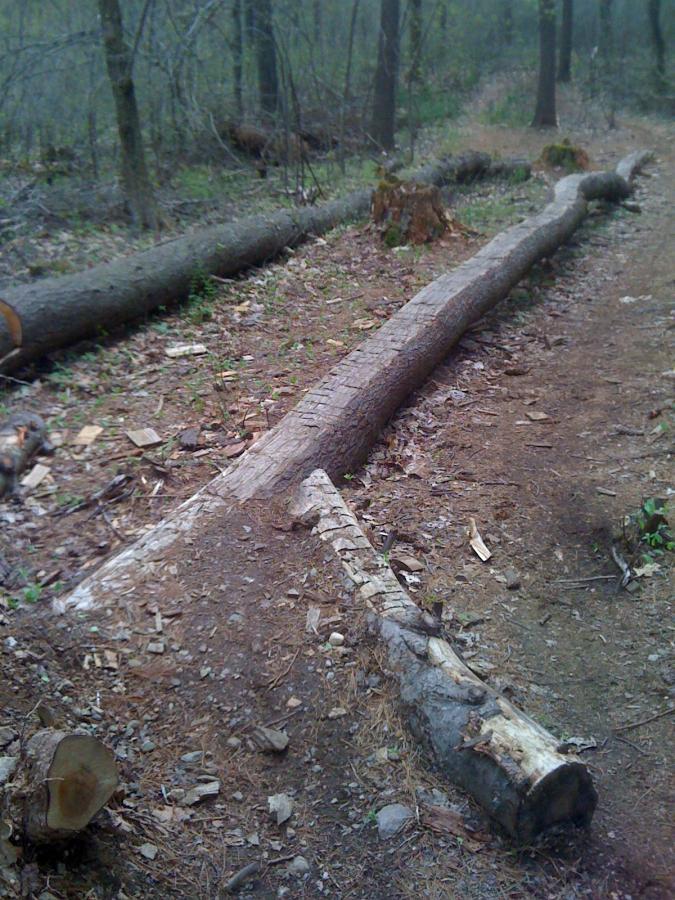 A forest scene featuring several cut logs lying on the ground, surrounded by trees and underbrush. The path is visible in the background, and the ground is covered with fallen leaves and small rocks. Willowdale Forest mountain bike trail.