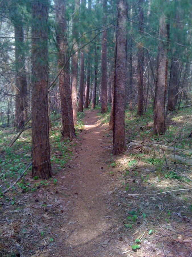 A narrow dirt path winding through a dense forest of tall pine trees, surrounded by lush greenery and fallen leaves. The sunlight gently filters through the branches, creating a tranquil, inviting atmosphere. Willowdale Forest mountain bike trail.