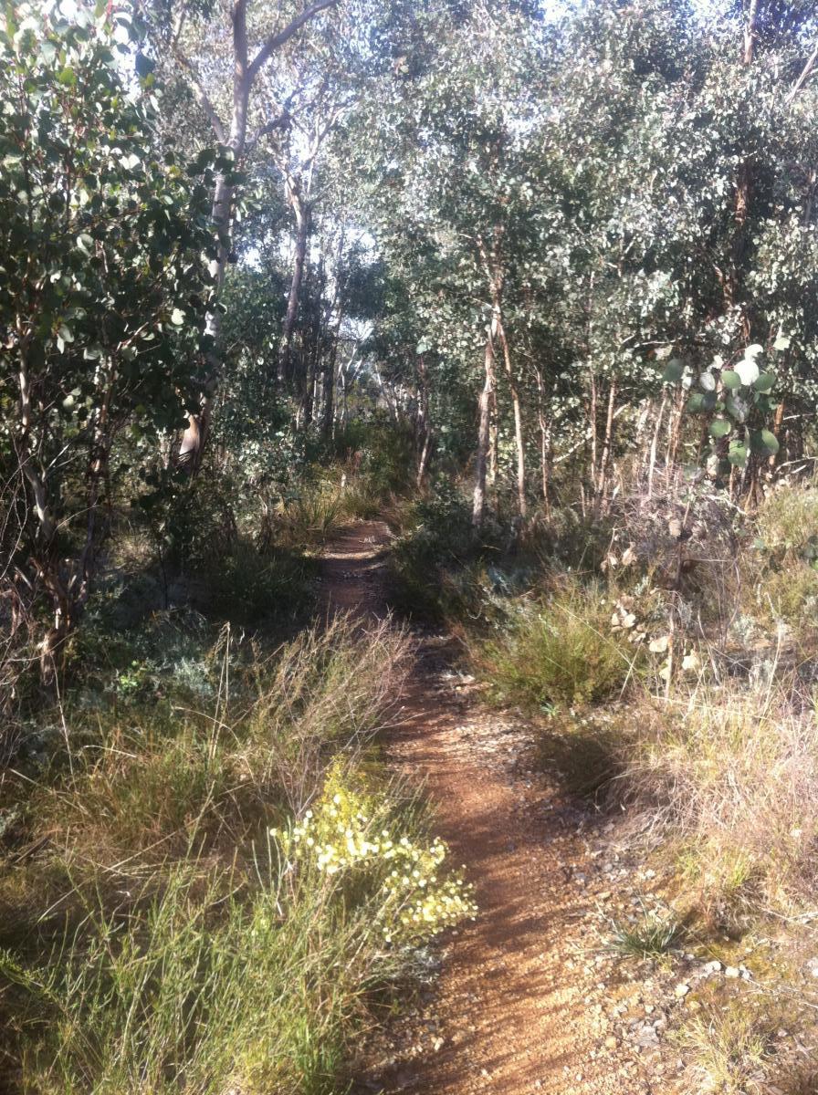 A narrow dirt pathway winding through a lush forest, surrounded by tall eucalyptus trees and various shrubs. Sunlight filters through the foliage, creating a serene and inviting atmosphere. Wildflowers bloom along the edges of the trail, adding splashes of color to the greenery. Tumut Mtn Bike Park mountain bike trail.