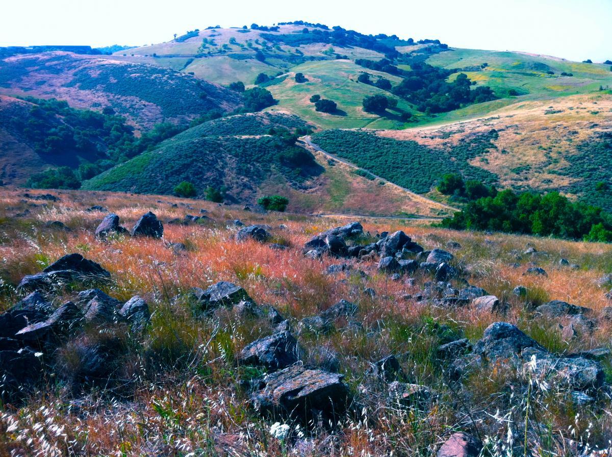 A scenic view of rolling hills covered with patches of green and yellow vegetation. In the foreground, rocky outcrops are scattered among tall grasses, creating a rugged texture. The landscape features gentle slopes and a winding path up a hill in the distance, under a clear sky. Santa Teresa Park mountain bike trail.
