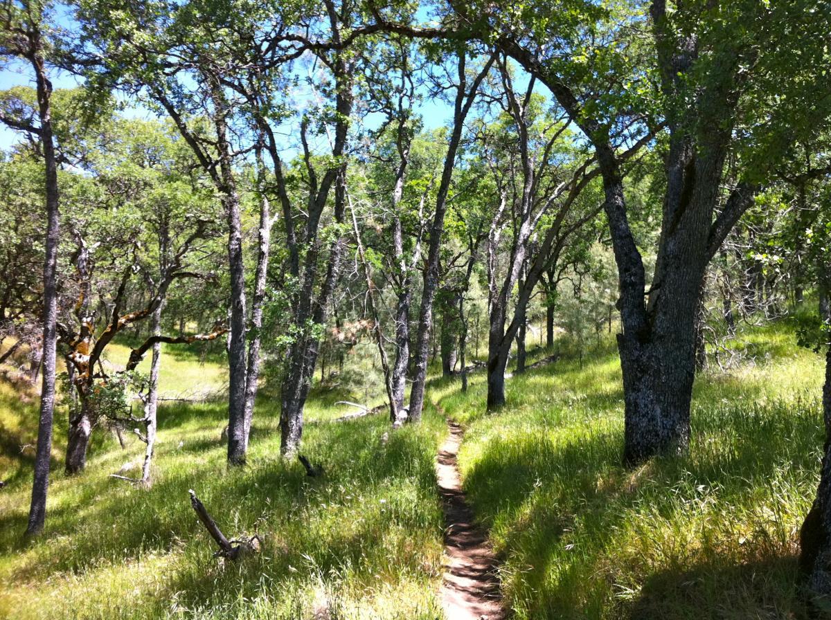 A winding dirt path through a lush green forest, surrounded by tall trees and vibrant undergrowth under a clear blue sky. Henry W. Coe State Park mountain bike trail.