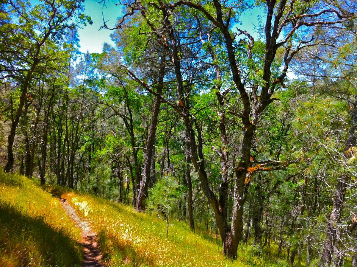 A serene forest scene featuring a winding dirt path surrounded by lush green trees and grass, under a bright blue sky. The woodland area has a mix of tree types, providing a tranquil and inviting atmosphere. Henry W. Coe State Park mountain bike trail.