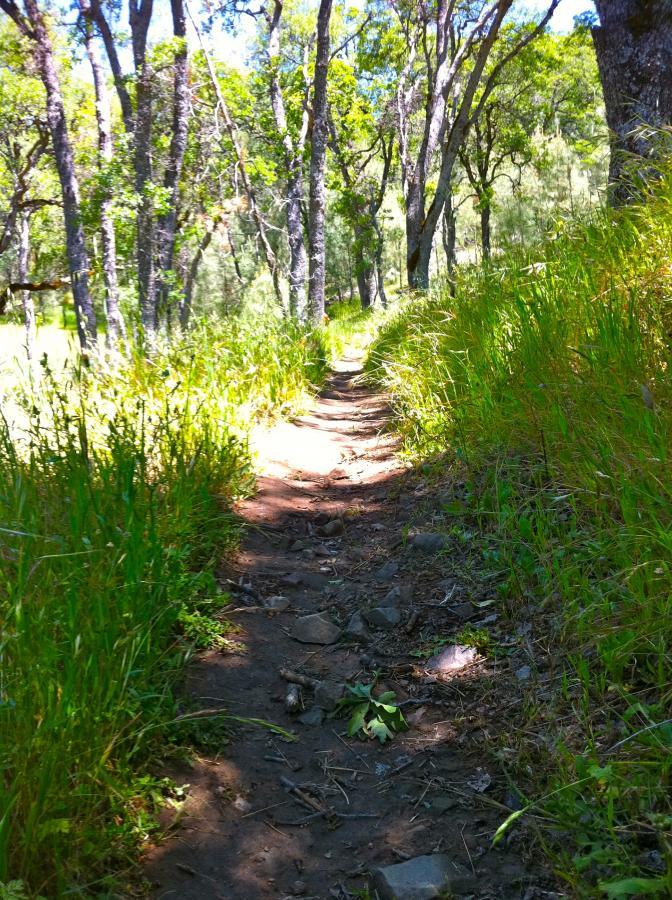A narrow dirt path winding through a lush green forest, lined with tall grasses and trees on either side, dappled sunlight filtering through the leaves above. Henry W. Coe State Park mountain bike trail.