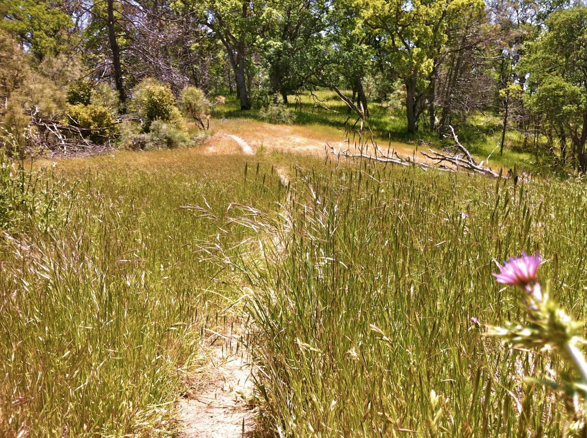 A lush, green meadow with tall grass and a small dirt path winding through it. Sunlight filters through the trees, creating a bright and serene atmosphere. In the foreground, a single pink wildflower adds a touch of color to the scene. Henry W. Coe State Park mountain bike trail.