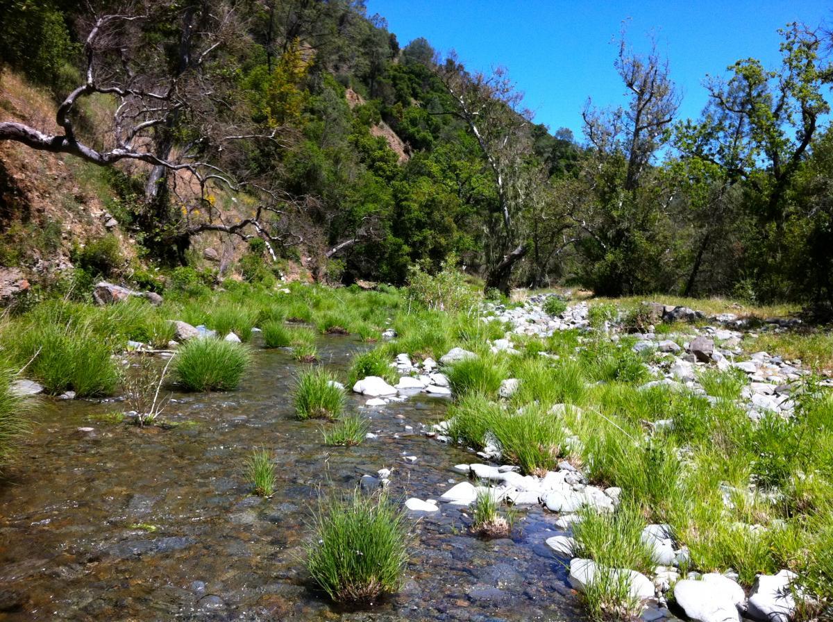 A serene landscape featuring a clear stream flowing through a rocky bed, surrounded by lush green grass and foliage. Towering trees line the banks, with a backdrop of a steep hillside under a bright blue sky. Henry W. Coe State Park mountain bike trail.