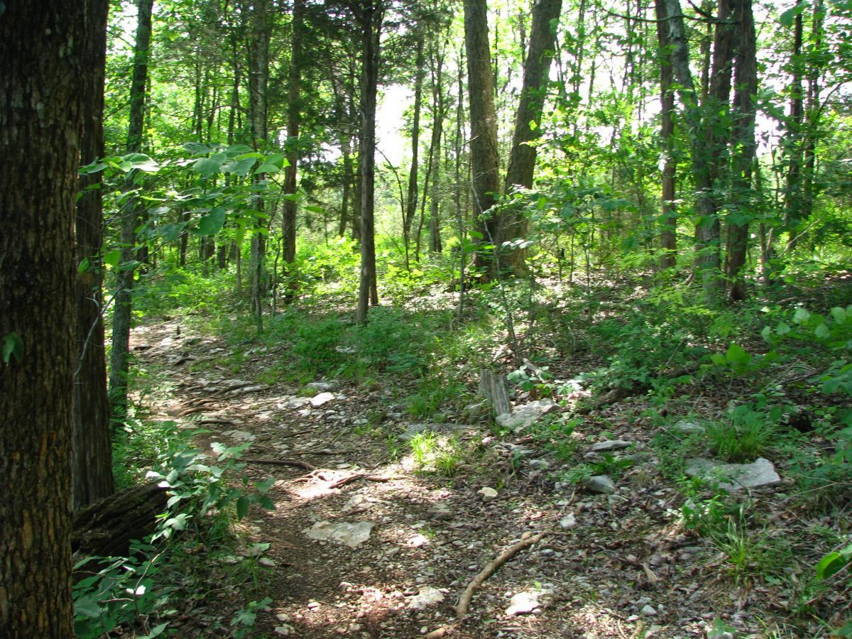 A wooded trail winding through a lush forest, surrounded by tall trees and dense greenery. Sunlight filters through the leaves, illuminating the path that is partially covered with stones and foliage. Jones Mill mountain bike trail.