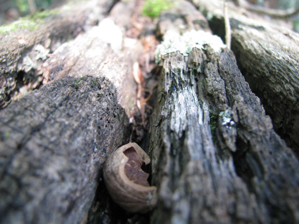 Close-up view of textured, weathered wood from a fallen tree, featuring a partially opened walnut shell resting on the bark surface, with moss and small lichen visible in the background. Jones Mill mountain bike trail.
