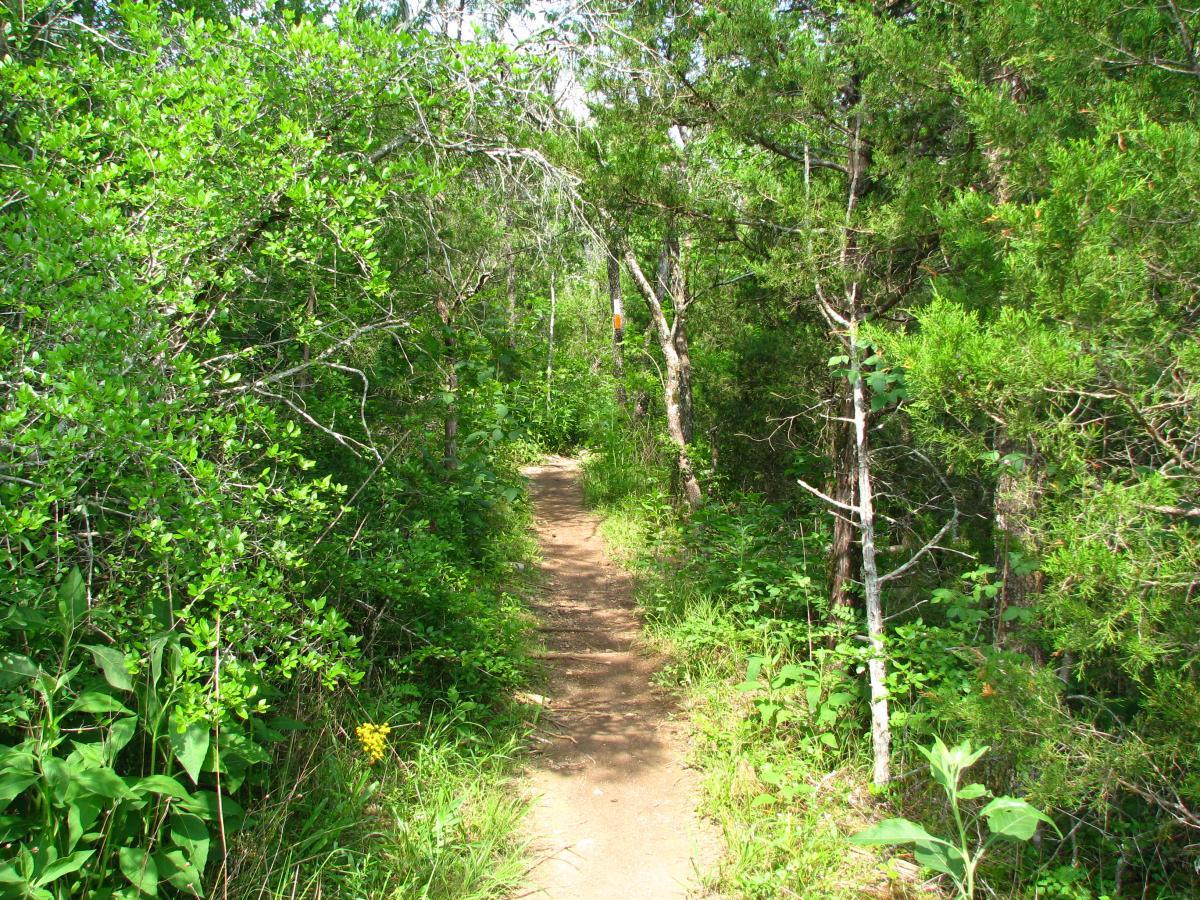 A winding dirt path surrounded by lush green foliage and trees, depicting a serene forest trail. The path leads through vibrant vegetation, inviting exploration in a natural setting. Jones Mill mountain bike trail.