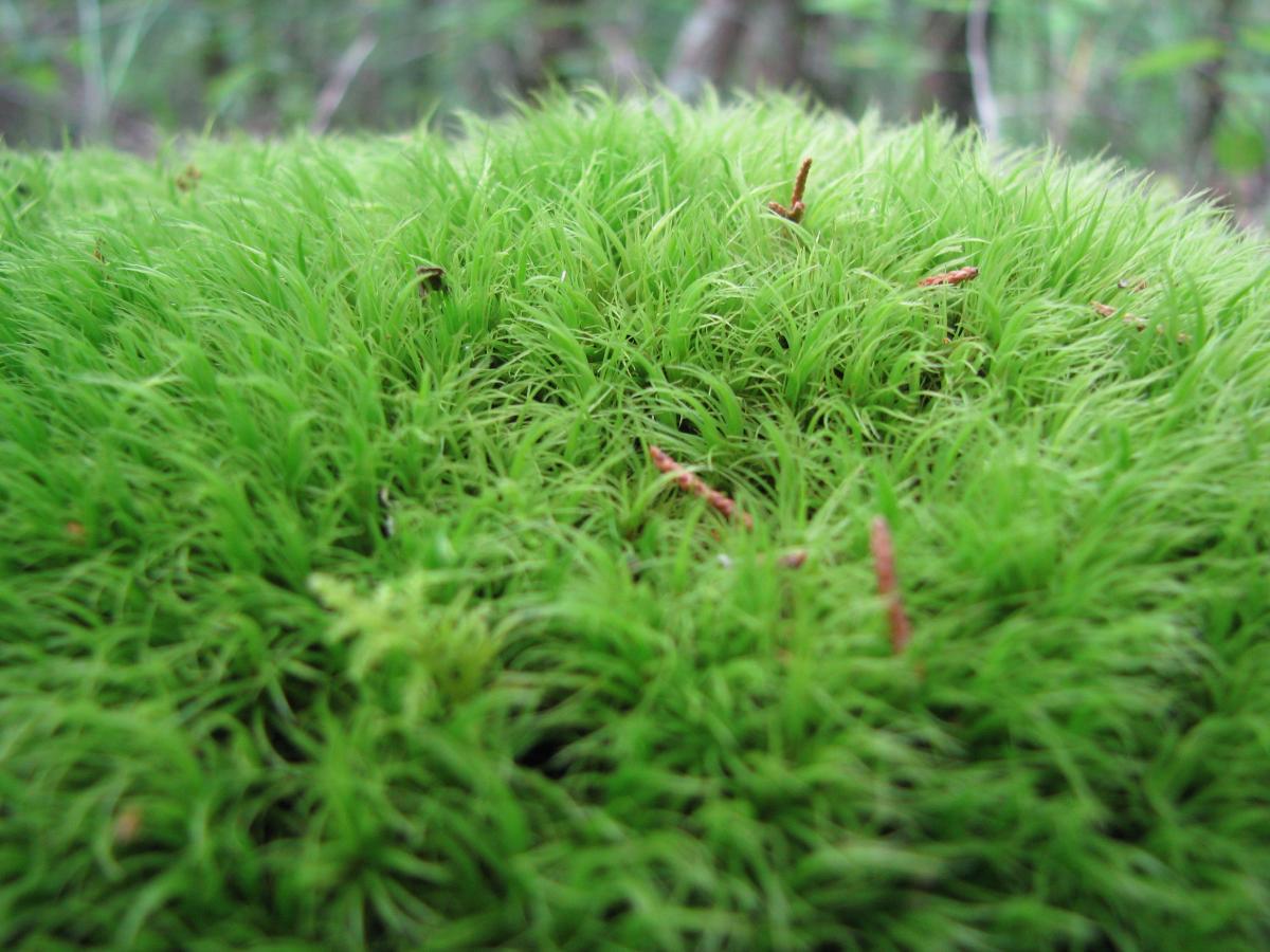 A close-up view of lush green moss, featuring delicate, upright strands that create a soft, textured appearance. The background is blurred, suggesting a natural forest environment. Jones Mill mountain bike trail.